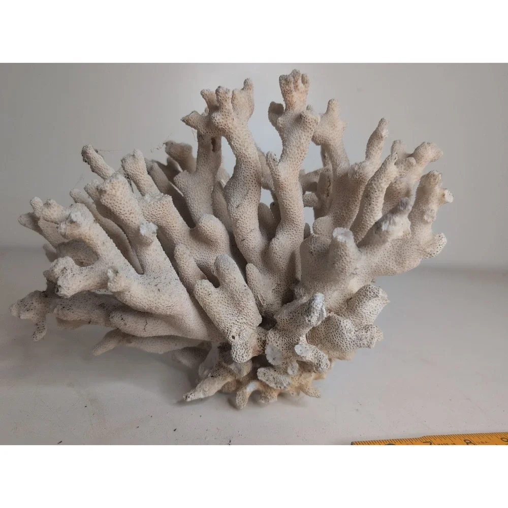 Coral Reef Cluster Specimen - 9